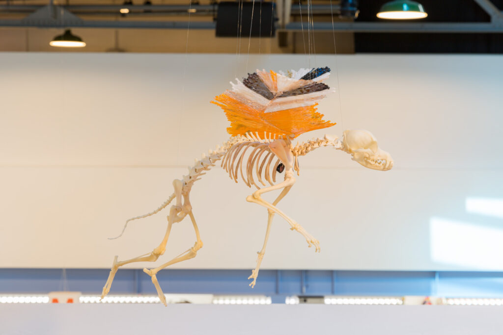 Image of a flying dog skeleton with attached hot sculpted glass orange, white and black, angel wings.